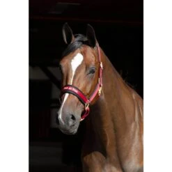 Back On Track Licol Werano Bordeaux Full 6 Back On Track Licol Werano Bordeaux Full -Animalerie back on track licol werano bordeaux la compagnie des animaux 2 1 1