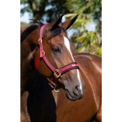 Back On Track Licol Werano Bordeaux Full 7 Back On Track Licol Werano Bordeaux Full -Animalerie back on track licol werano bordeaux la compagnie des animaux 3 1 1