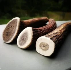 Evident Bois De Cerf Entier XL -Animalerie bois de cerf 2 1 1 1 1