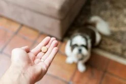 Drontal Chien 6 Cps 6 Drontal Chien 6 Cps -Animalerie drontal 1 2