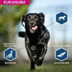 Eukanuba Chien Daily Care Surpoids Ou Stérilisé 12 Kg -Animalerie eukanuba chien daily care surpoids ou st rilis 12 kg4