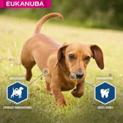 Eukanuba Chien Daily Care Surpoids Ou Stérilisé 12 Kg -Animalerie eukanuba chien daily care surpoids ou st rilis 12 kg5