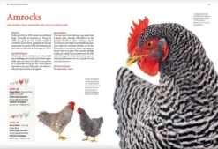 Livre - Guide Des Races De Poules 8 Livre - Guide Des Races De Poules -Animalerie guide des races de poules3