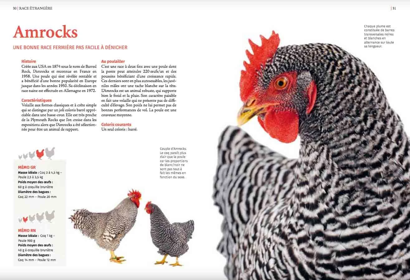 Livre - Guide Des Races De Poules 5 Livre - Guide Des Races De Poules – Image 3