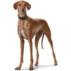 Hunter Collier Super Soft Pour Lévrier Marron S -Animalerie hunter collier super soft pour le vrier marron la compagnie des animaux 3 1 1