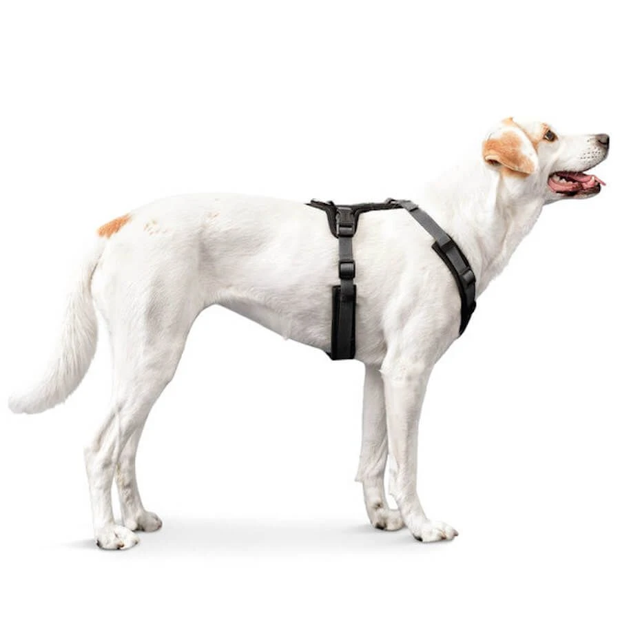 Hunter Harnais Maldon Pour Chien Noir/gris S-M – Image 3