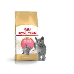 Royal Canin British Shorthair Kitten 2 Kg -Animalerie royal canin bs kit