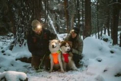 Ruffwear Veste Haute Visibilité Lumenglow Orange M -Animalerie ruffwear harnais lumenglow orange chien 1 1 1