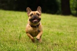 Tickless Pet Noir à Pile 7 Tickless Pet Noir à Pile -Animalerie tickless pet noir pile3