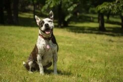 Tickless Pet Rose à Pile -Animalerie tickless pet rose pile3