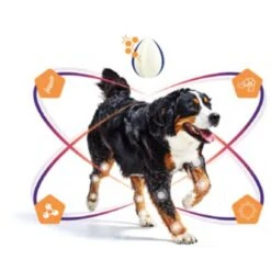 Virbac Movoflex Chien S -Animalerie virbac movoflex chien s 4