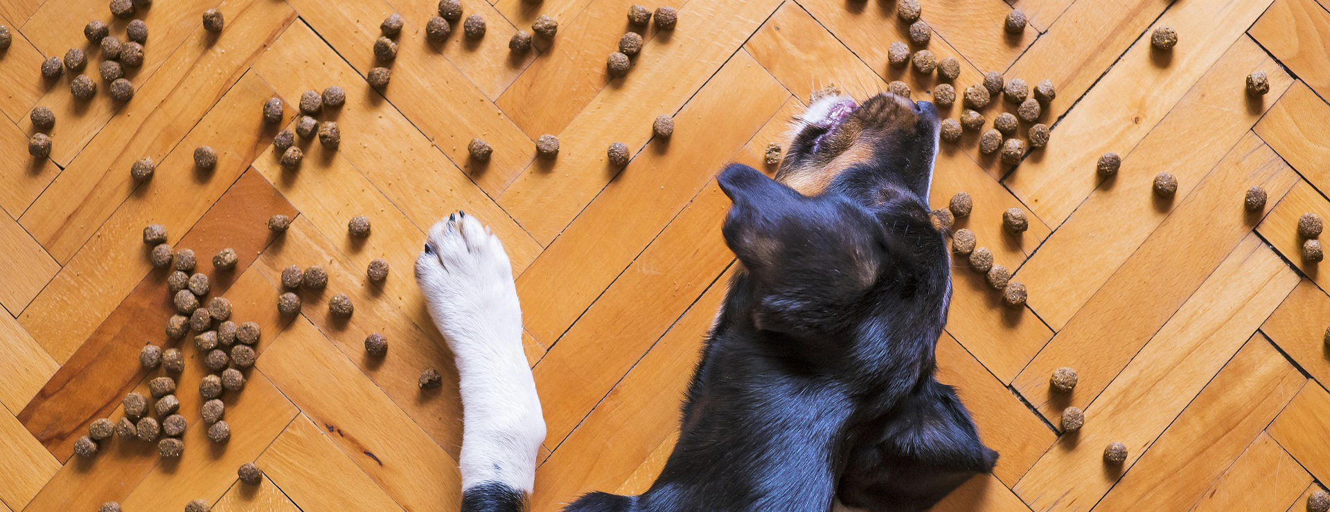 Animalerie -Animalerie dog food 5175619 1920